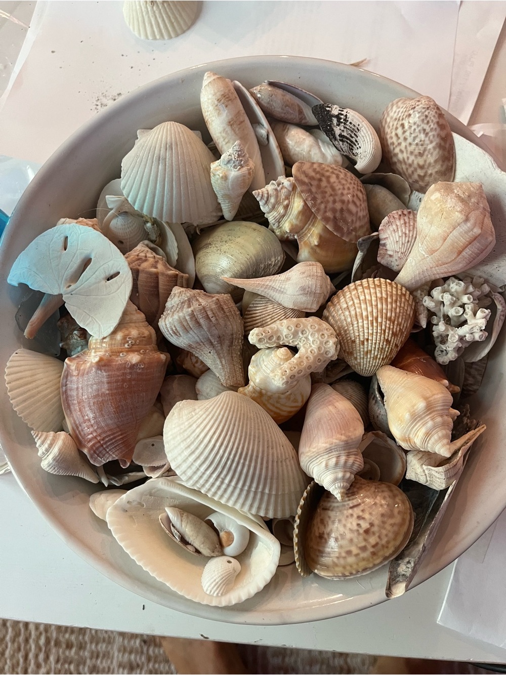 Florida Natural Sea Shells Assorted Lot Aquarium Terrarium Crafts